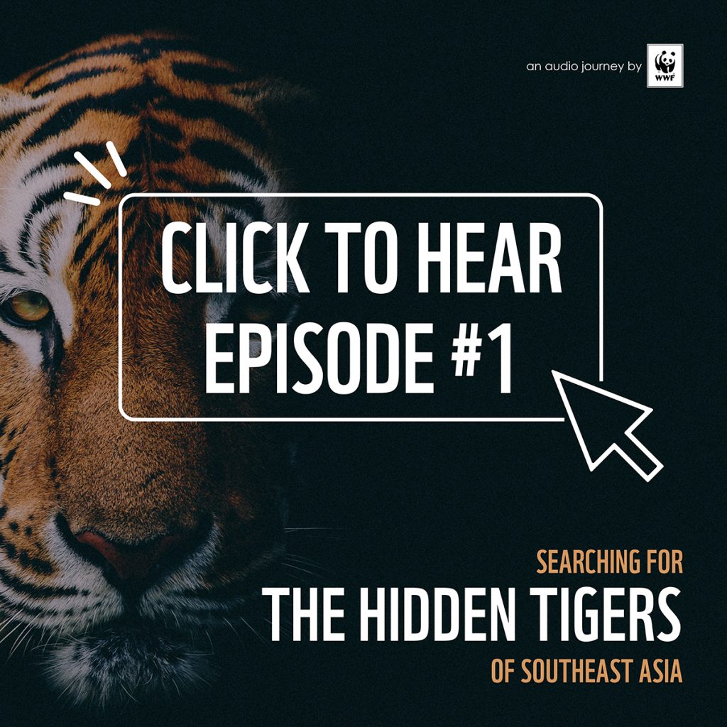 The Hidden Tigers of Southeast Asia