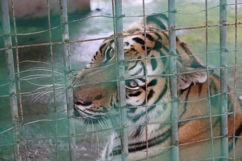 Tiger