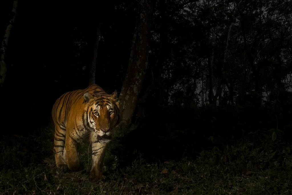 Tiger